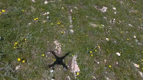 The shadow of a drone flying over an Alpine meadow Stock Footage 107833005