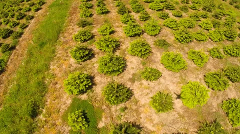 Shadow from a drone Video stock 38690553
