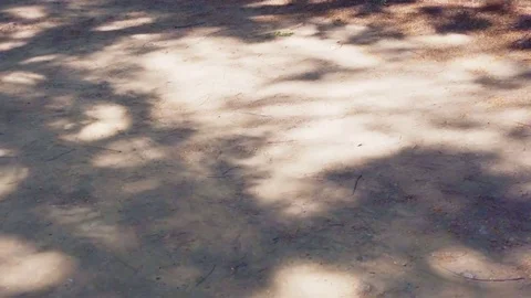 Shadow of dry trees On the ground Видео 81890772