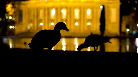 Shadow of ducks eating in front of centenary building, Stuttgart, Germany. Stock Footage 102648435