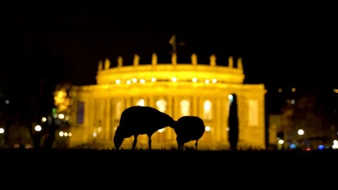 Shadow of ducks eating in front of centenary building, Stuttgart, Germany. Stock-Footage 102648441