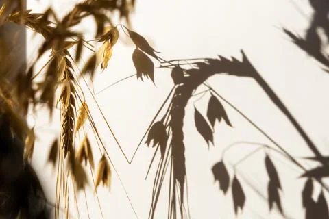 Shadow from an ear of wheat on a white background Stock Photos