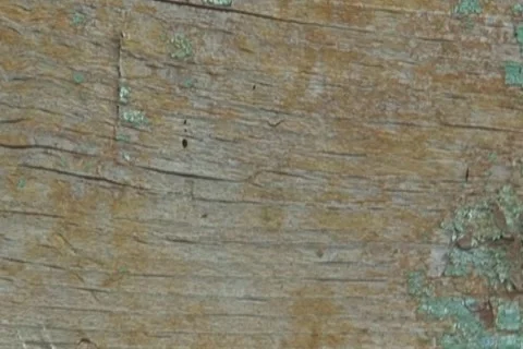 Shadow evolution of tree on close up wood Stock Footage 2241810