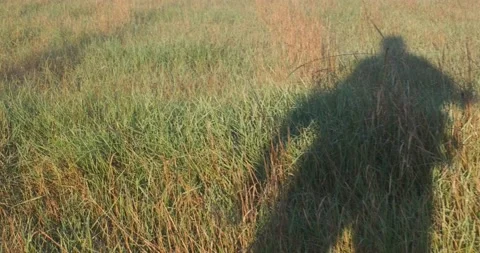 Shadow of a farmer with a chainsaw. A man's shadow on a short grass, 4k Stock Footage 142797746