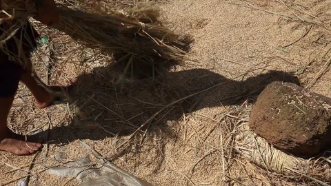 Shadow of farmer threshing rice by hand, Myanmar Stock Footage 123580394
