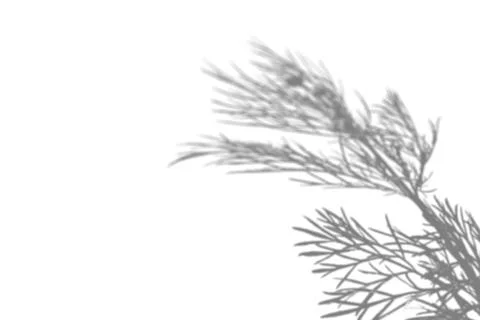 The shadow of the field grass on the white wall. Black and white image for photo Stock Illustration