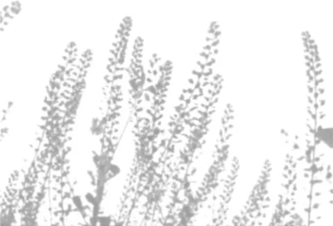 The shadow of the field grass on the white wall. A black and white image to Stock Illustration