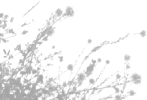 The shadow of the field grass on the white wall. A black and white image to Stock Illustration