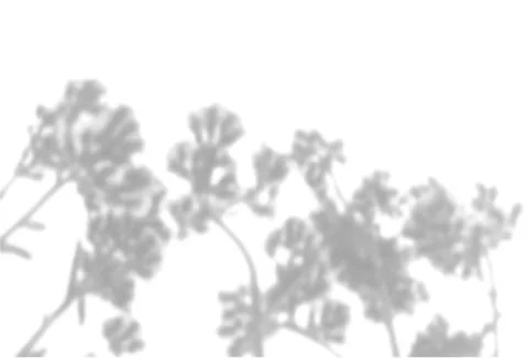 The shadow of the field grass on the white wall. A black and white image to Stock Illustration