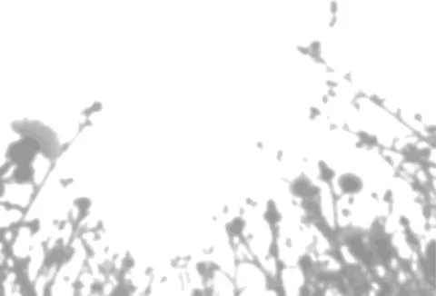 The shadow of the field grass on the white wall. A black and white image to Stock Illustration