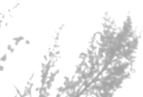 The shadow of the field grass on the white wall. A black and white image to Stock Illustration