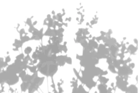 The shadow of the field grass on the white wall. A black and white image to Stock Illustration