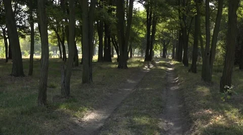 Shadow figure in a grove Stock Footage 68213207