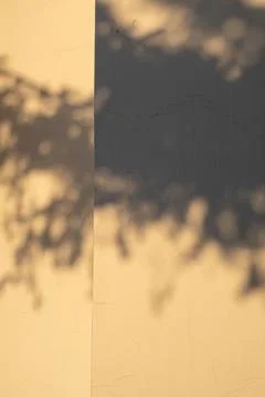 The shadow of a fir tree on the wall in the light of the setting sun. Stock Photos