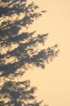 The shadow of a fir tree on the wall in the light of the setting sun. Stock Photos