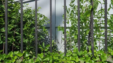 The shadow of a flag waves on a white picket fence through a rusted black wr Stock Footage 242343083
