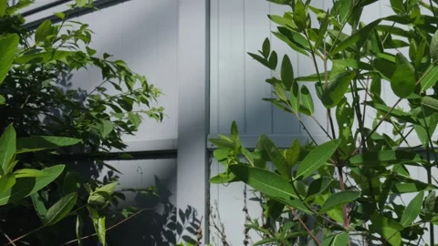 The shadow of a flag waving in the wind is cast on a garden white picket fen Stock Footage 242343087