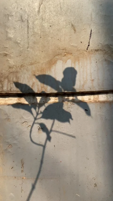 Shadow of flower and leaves Video stock 342589959
