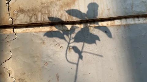 Shadow of flower and leaves Stock Footage 342589961