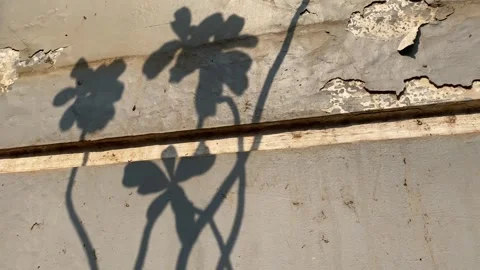 Shadow of flower and leaves Stock Footage 342589971