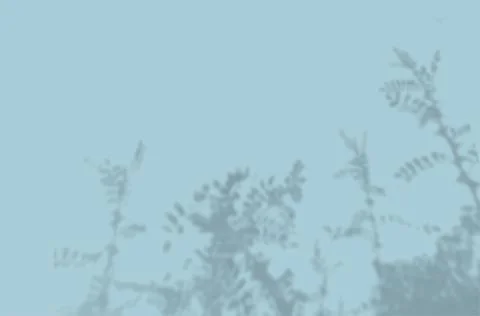The shadow of the flower leaves on the blue wall. Black and white image for Stock Illustration