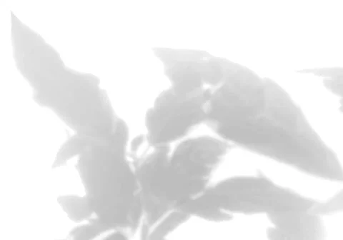 The shadow of the flower leaves on the white wall. Black and white image for イラスト素材