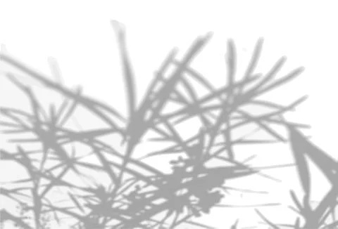 The shadow of the flower tops on the white wall. Black and white image to Stock Illustration
