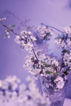 Shadow from a flowering branch of cherry. Stock-Fotos