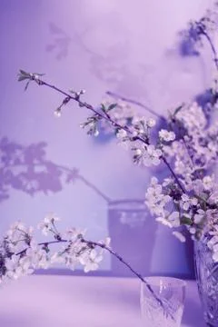 Shadow from a flowering branch of cherry. Stock Photos