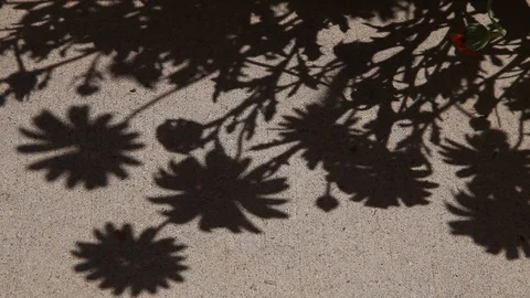 Shadow Of Flowers Birds Chirping Video stock 96466056