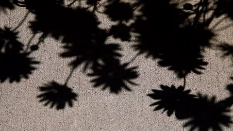 Shadow Of Flowers Video stock 96466413