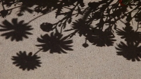 Shadow Of Flowers In Wind No Audio Video stock 96466445