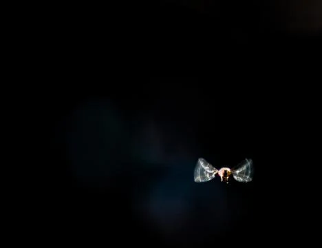 The shadow fly in flight Stock Photos