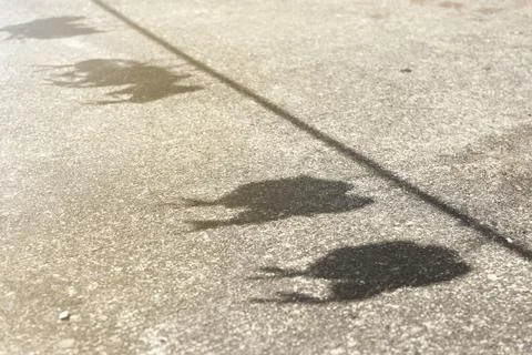 The shadow of flying fish. Stock Photos