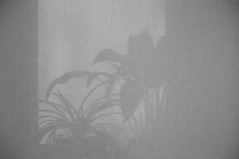 The shadow of the foliage of the flowers on the window is displayed against the Stock Photos