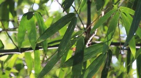 Shadow. Stock Footage 8568087