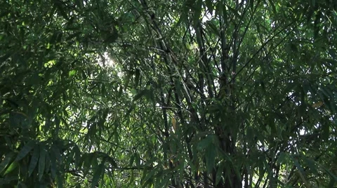 Shadow. Video stock 8572548