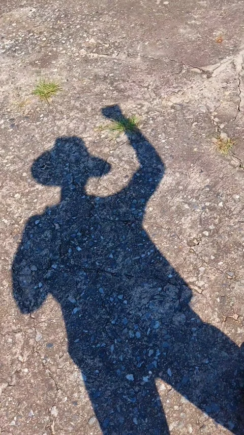 Shadow Stockbeeldmateriaal 256026879