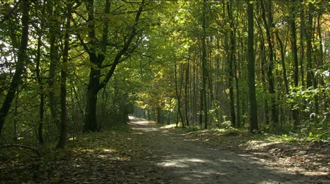 Shadow forest alley Stock Footage 32256868