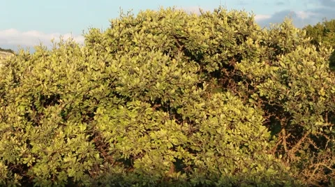 Shadow in the forest Vídeo Stock 52513020