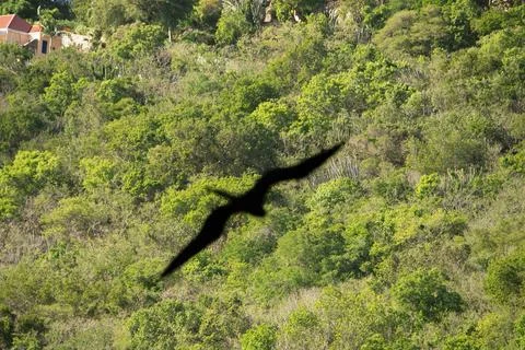 Shadow of Frigaatebird over a forest Stock-Fotos