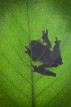 Shadow of a frog on a leaf Stock Photos