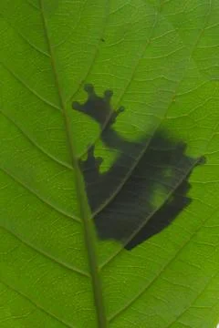 Shadow of a frog on a leaf Stock Photos