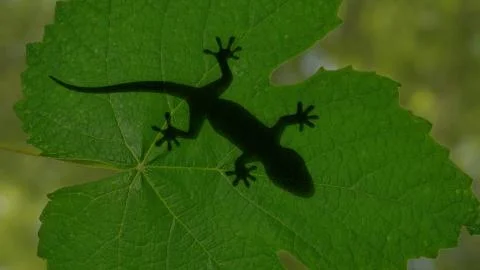 Shadow of a gecko lizard crawling on green leaves 3d illustration Stock Illustration