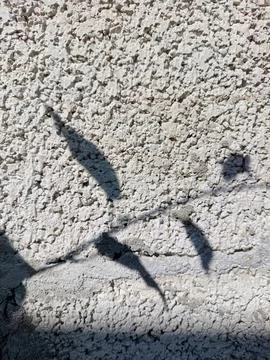 Shadow ghost of a summer day Stock Photos