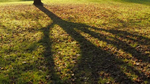 Shadow on Grass Video stock 100411208