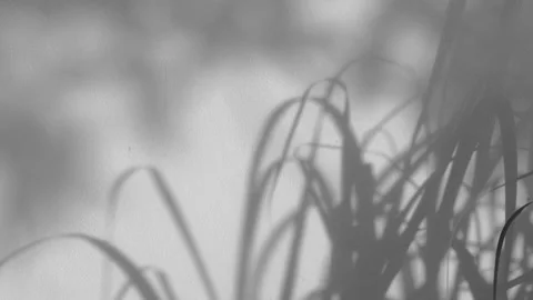 Shadow grass in wind overlay on cement wall background Stock Footage 142704293