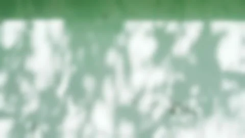 Shadow green background wall light white overlay abstract plant 4k backdrop. Stock Footage 292725592