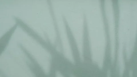 Shadow green background wall light white overlay abstract plant 4k backdrop. Stock Footage 294958095