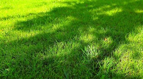 Shadow on the green grass Stock Footage 26204251